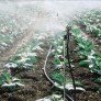 Разпръсквач 501-U пълнокръгов, зелена дюза 1/2" мъжко